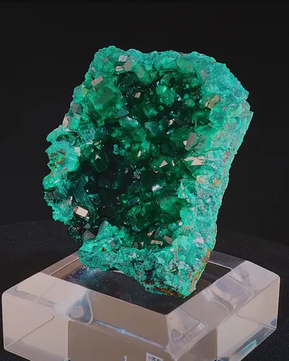 specimen video