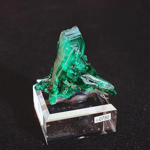 specimen video