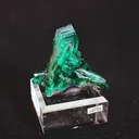 specimen video