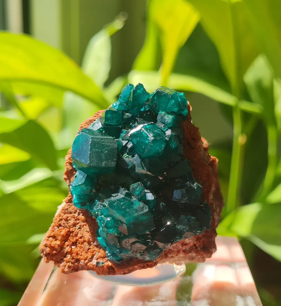 Dioptase from Mashamba West Mine, The Congo. Well terminated emerald green dioptase crystals in a very good size and quality. image