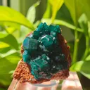Dioptase from Mashamba West Mine, The Congo. Well terminated emerald green dioptase crystals in a very good size and quality. - image 1