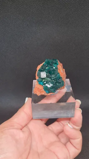 specimen video