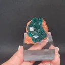 specimen video
