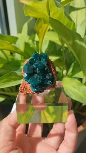 specimen video