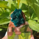 specimen video