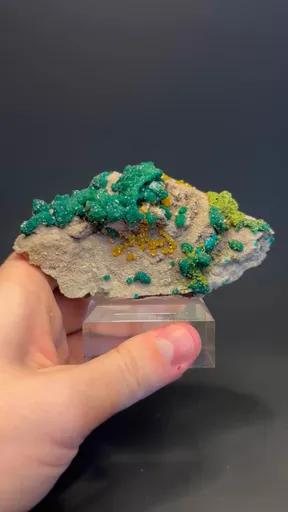 specimen video