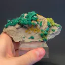 specimen video
