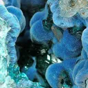 Dioptase on Shattuckite in Chrysocolla Geode - image 3