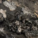Djurleite - image 2
