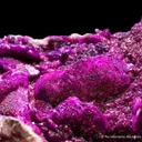 Dolomite var. Cobaltoan - image 1