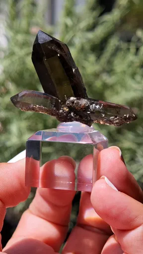 specimen video
