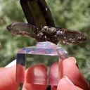 specimen video