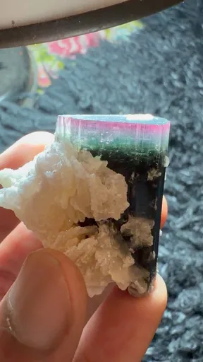 specimen video