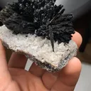 specimen video