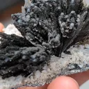 specimen video