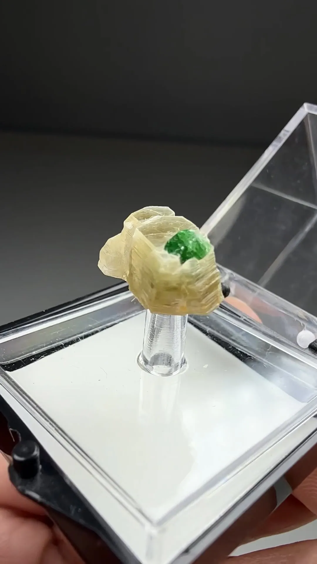 Dravite with Phlogopite - image 2