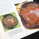 Dryhead Agate from USA, Montana - image 2