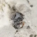 DUFRÉNOYSITE - image 1