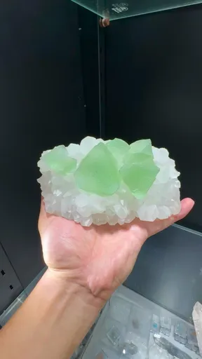 specimen video
