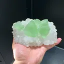 specimen video