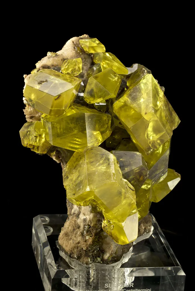 specimen