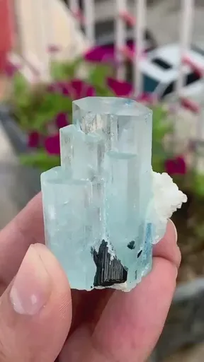 specimen video