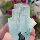 specimen video