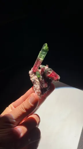 specimen video
