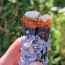 specimen video