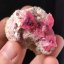 specimen video