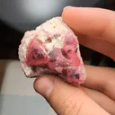 specimen video