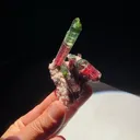 specimen video