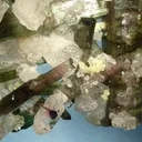 Elbaite, Quartz, Apatite-(Caf) - image 2