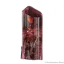 Elbaite Tourmaline - image 2