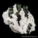 Elbaite Tourmaline and Lepidolite in Cleavelandite - image 1