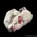 Elbaite Tourmaline with Muscovite and Quartz - image 2