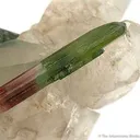 Elbaite Var. Tourmaline in Quartz (Floater & Illustrated) - image 3