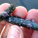 Elbaite with Lepidolite and Albite - image 7