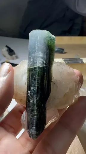 specimen video