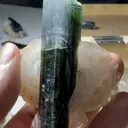 specimen video