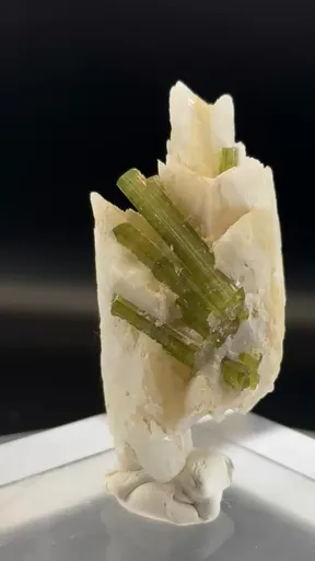 specimen video