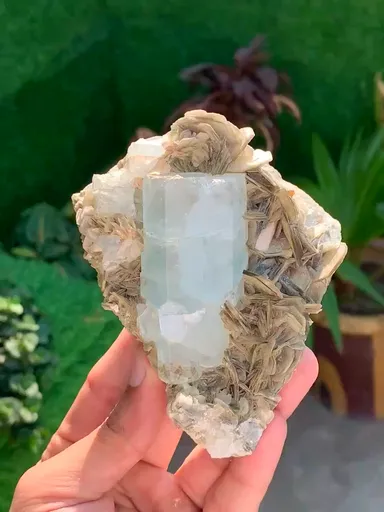specimen video