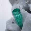 specimen video