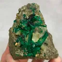 specimen video