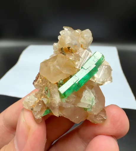 specimen video
