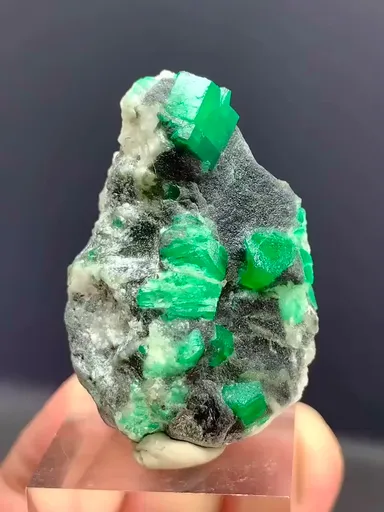 specimen video