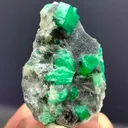 specimen video