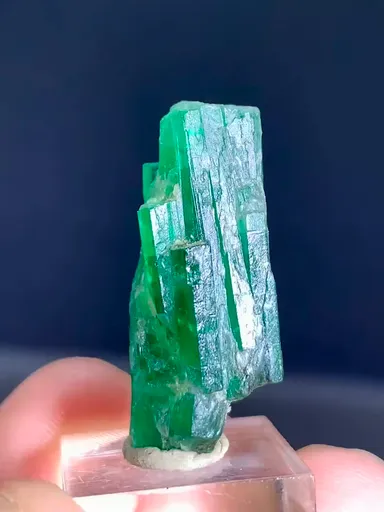 specimen video