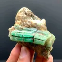 specimen video