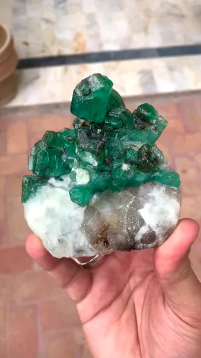 specimen video
